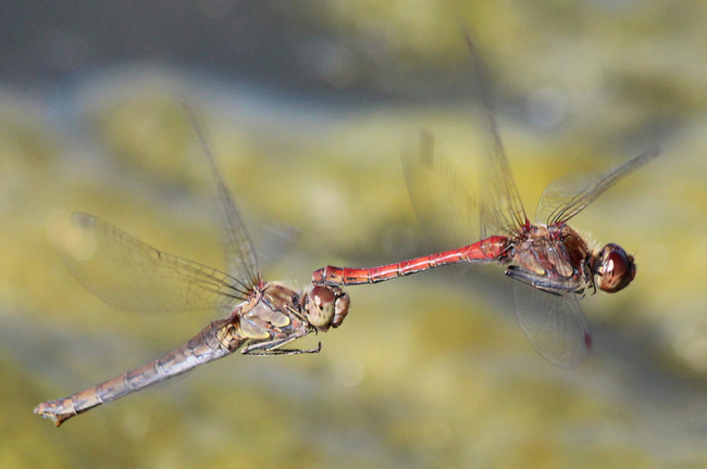 Sympetrum striolatum Paar, F06 Meckbach, Fuldasumpfwiesen, 01.10.13, A. Werner