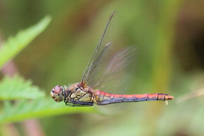 Sympetrum sanguineum ♀, Eiablage, D18 Weiterode Rallenteich im Nausisgrund, 22.08.11, A. Werner