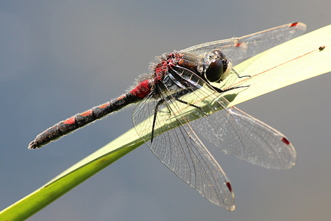 Leucorrhinia rubicunda ♂, B07 NSG Haselgrund Bei Schwarzenhasel, 25.05.12, A. Werner (3) (1)