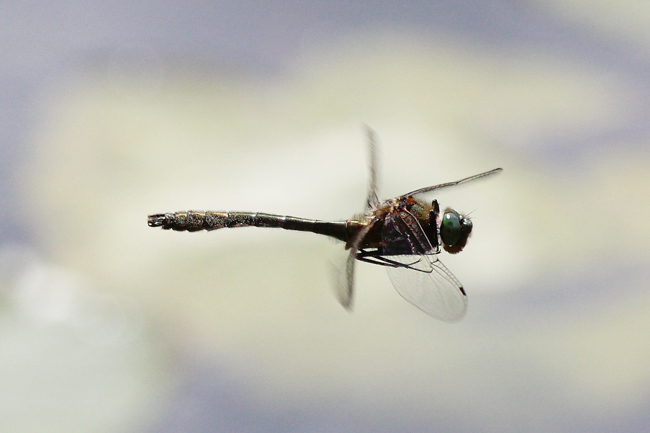 Cordulia aenea ♂, F08 Mecklar Altwasser (ND), 19.05.12 -, A. Werner