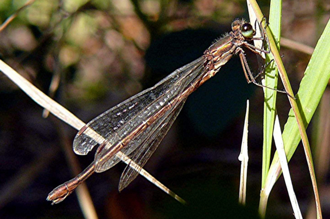 Lestes virens ♀, A06 Hergershausen (gestaltete Kleingewässer in ehemaliger Tongrube), 16.10.11, G. Koska