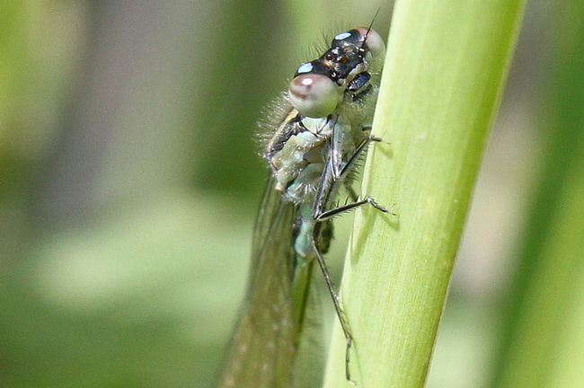 Ischnura elegans ♂ jung., D05 Blankenheim Fuldaaue (Seitengerinne), 19.07.11, A. Werner