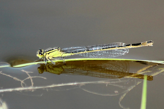 Ischnura elegans ♀ gelblich, D02 Bebra, Fuldaaue, (gestaltetes Kleingewässer), 10.07.13, A. Werner