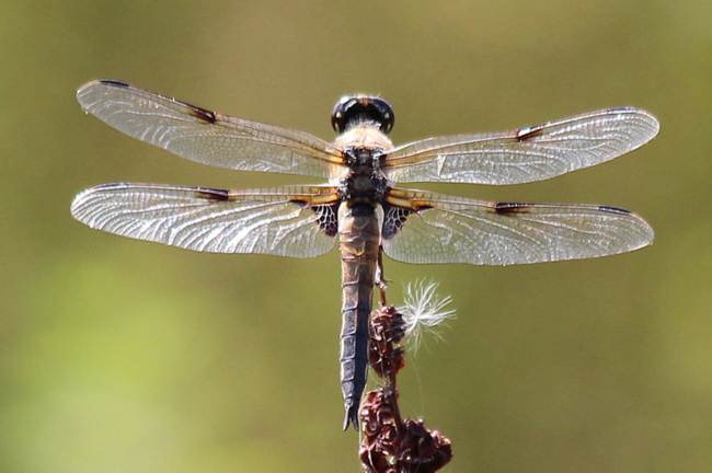 Libellula quadrimaculata ♂, D02 Bebra, Fuldaaue (gestaltetes Kleingewässer), 19.08.12, A. Werner