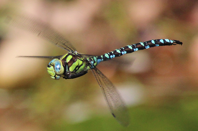 Blaugrüne Mosaikjungfer ♂, D05 Blankenheim Seitengerinne, 25.08.11, A. Werner