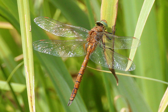 Aeshna isosceles, ♂, I04 NSG Alte Fulda bei Asbach, 07.06.11, A. Werner