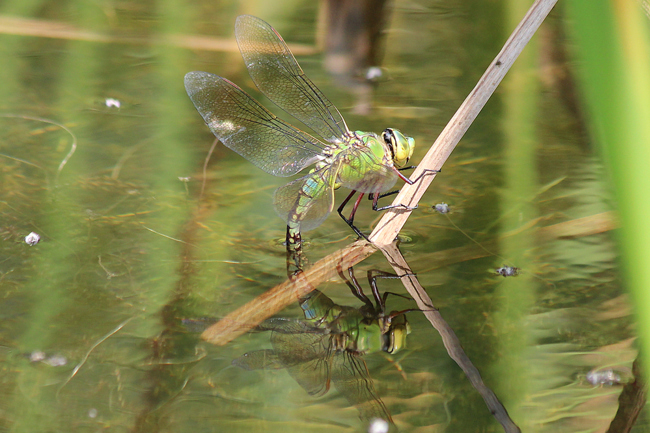 Anax imperator ♀ Eiablage, D10 NSG Alte Fulda bei Blankenheim, 07.07.12, A. Werner