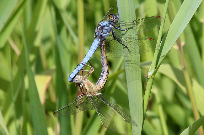 Orthetrum brunneum Paar, F05 Meckbach, Die Nassen Wiesen (gestaltete Kleingewässer), 20.07.13, A. Werner