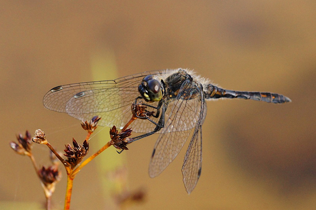 Sympetrum danae ♂, H01 Friedewald, Steinbruchgewässer, 27.08.14, H. Eigenbrod