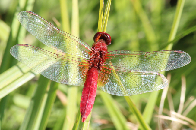 Crocothemis erythraea ♂, F06 Meckbach, Fuldasumpfwiesen, 05.09.13-2, A. Werner