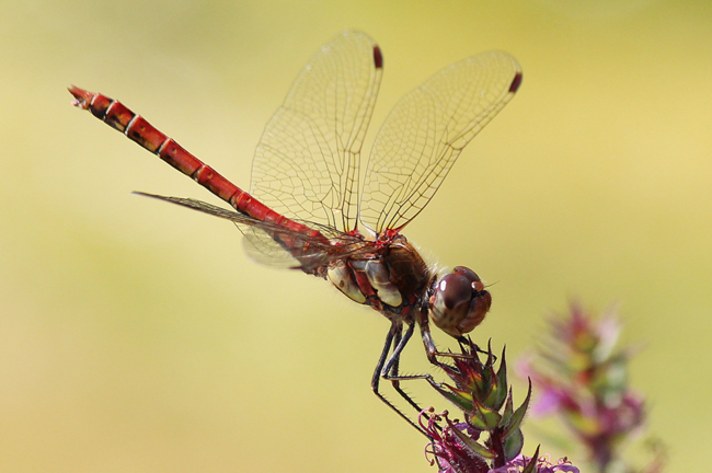 Sympetrum striolatum ♂, D05 Blankenheim, (Seitengerinne), 03.09.11, A. Werner