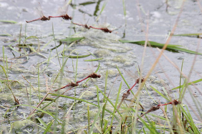 Sympetrum vulgatum Paare, F06 Meckbach, Fuldasumpfwiesen (gestaltete Kleingewässer), 23.09.12, A. Werner