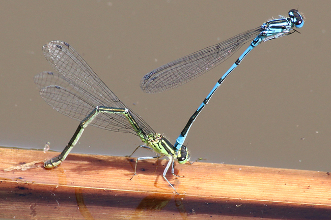 Coenagrion puella Paar, D21 Lüdersdorf, Lehmbachtal (Fischteiche), 22.06.12, A. Werner