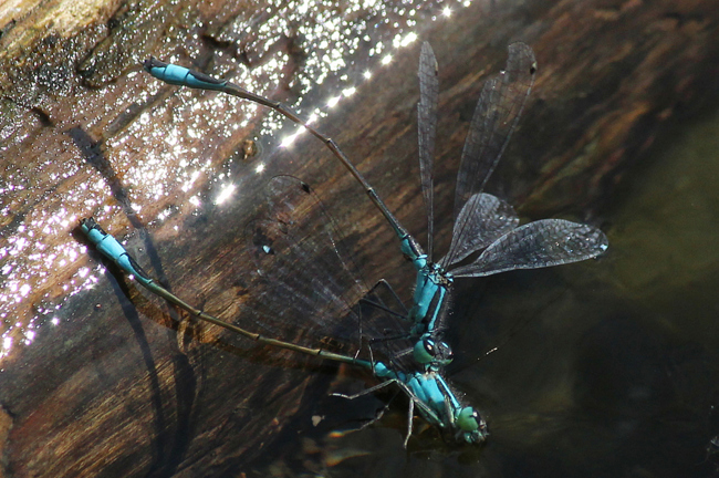 Ischnura elegans ♂♂, Kampf, D03.1 Bebra, Kiesgruben Nr. 1 (ehemaliges Abbaugebiet), 04.09.12, A. Werner