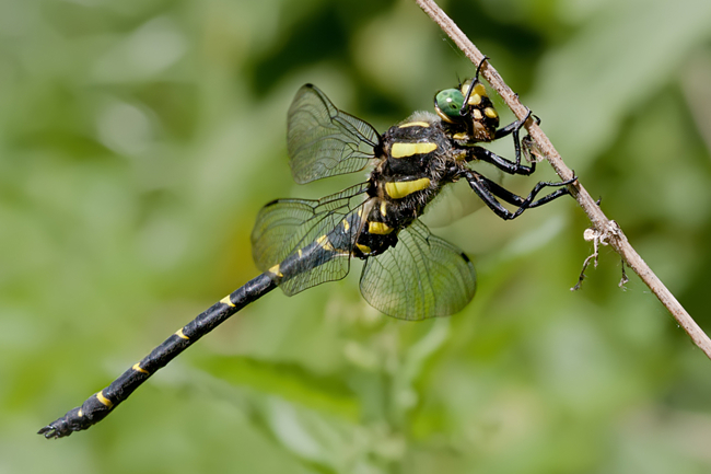 Cordulegaster bidentata ♂, B12 Rotenburg Rotenburg, Guttelstal und Bach, 08.08.09-1, M. Kreisel