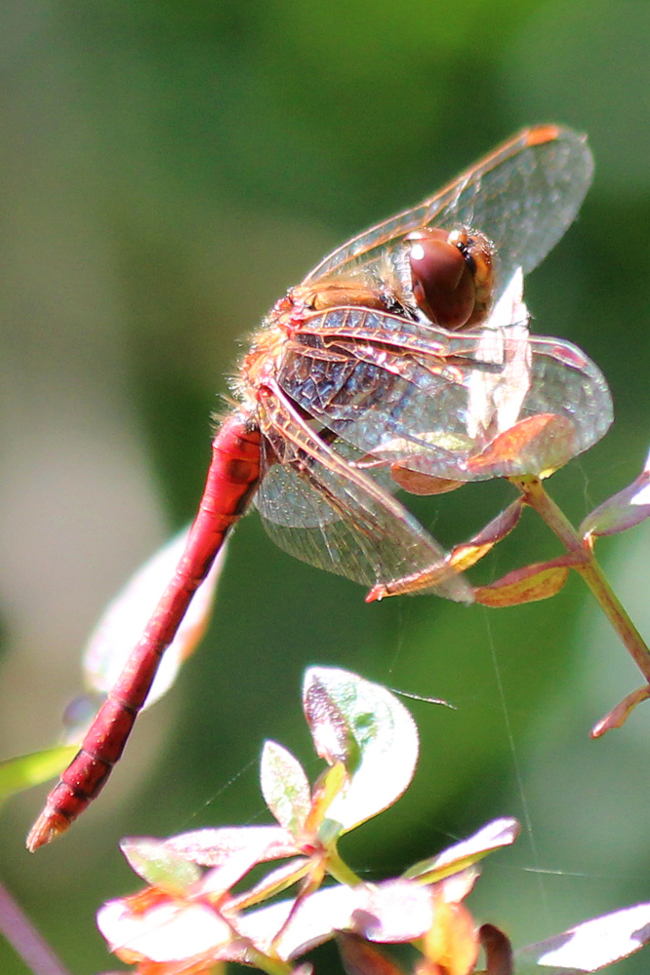 Sympetrum vulgatum ♂, B08 Rotenburg, Am Zellrichsgraben (gestaltete Kleingewässer), 20.09.11-2, A. Werner