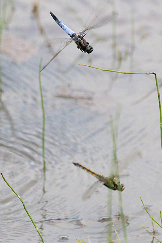 Orthetrum cancellatum Paar ♂ bewacht ♀bei der Eiablage, F06 Meckbach, Fuldasumpfwiesen, 15.07.12, A. Werner