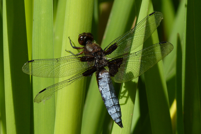 Libellula depressa ♂, J06 Hattenbach (Kleingewässer in ehemaliger Tongrube), 16.08.13, G. Koska