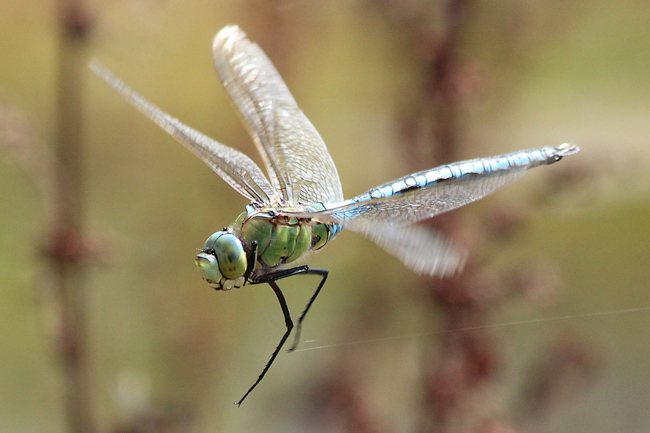 Anax imperator ♂, D02 Bebra, Fuldaaue (gestaltete Kleingewässer), 08.08.12-3 A. Werner