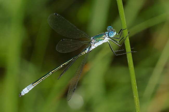 Lestes dryas ♂, D18 Weiterode Rallenteiche Im Nausisgrund, 24.06.26, A. Werner
