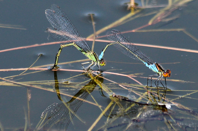 Erythromma viridulum, Paar, D03.1 Bebra, Kiesgruben Nr. 1, 08.07.13, A. Werner