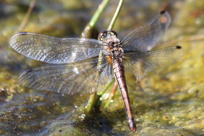 Sympetrum danae ♀, F06 Meckbach, Fuldasumpfwiesen (gestaltetes Kleingewässer), 01.10.13-3, A. Werner