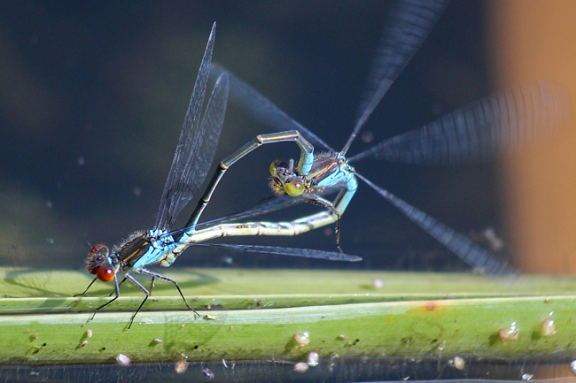 Erythromma viridulum, Paar, D13 NSG Ulfewiesen bei Weiterode (gestalteter Weiher), 18.07.12, A. Werner