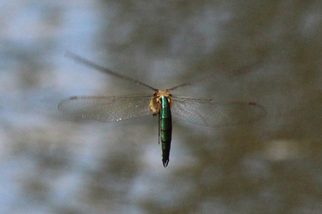 Somatochlora metallica ♂ , D21 Lüdersdorf, Lehmbachtal (Fischteiche), 22.07.12, A. Werner