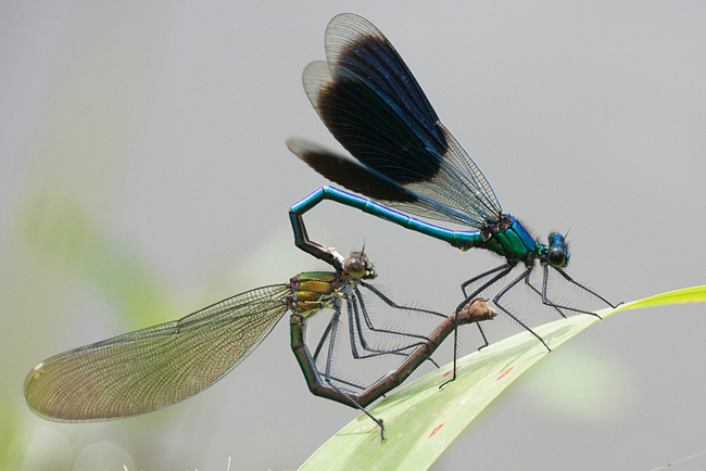 Calopteryx splendens Paar, 23.06.09, M. Kreisel