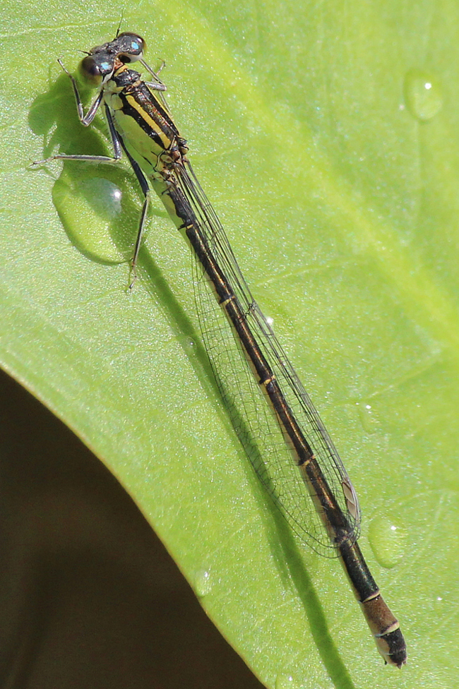 Ischnura elegans ♀ gelbgrünlich, D02 Bebra, Fuldaaue (gestaltetes Kleingewässer), 02.07.12, A. Werner