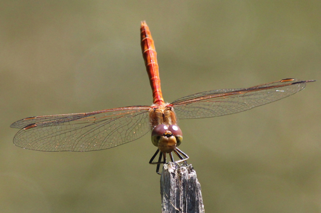 Sympetrum vulgatum ♂, D13 NSG Ulfewiesen bei Weiterode (gestalteter Weiher), 01.08.13, A. Werner