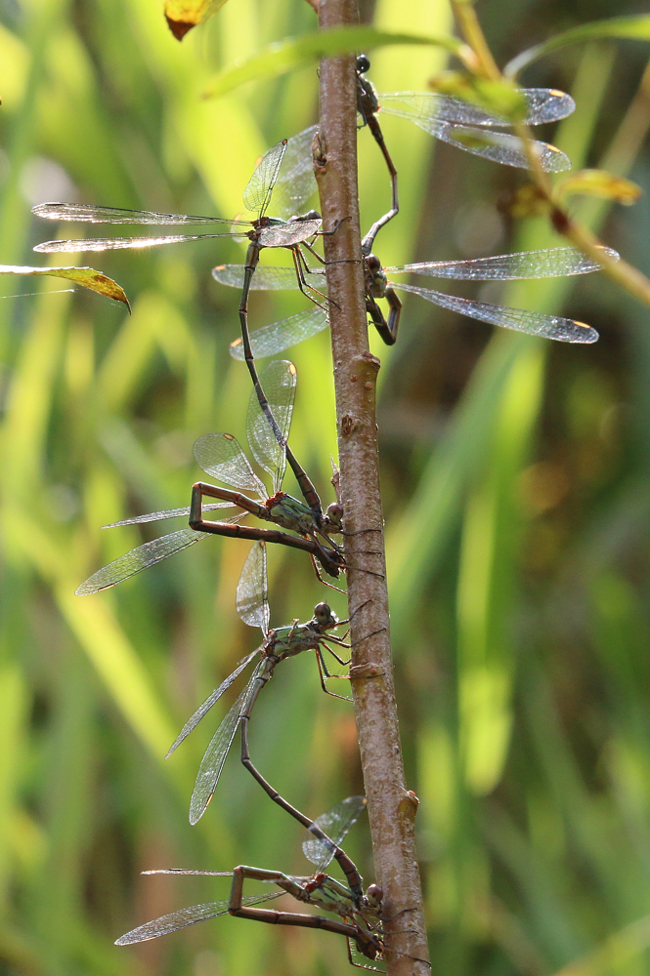 Lestes viridis Paare Eiablage, D13 NSG Ulfewiesen Bei Weiterode (Gestalteter Weiher) 14.09.14, A. Werner