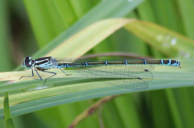 Coenagrion puella ♀ mit Milbenbefall, F06 Meckbach, Fuldasumpfwiesen, 21.06.12, A. Werner