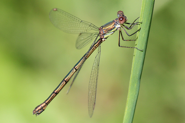 Lestes viridis ♀, P01 NSG Säulingssee bei Kleinensee, 29.08.13, A. Werner