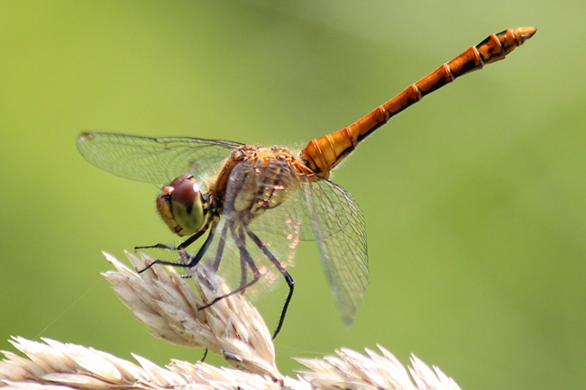 Sympetrum sanguineum ♂, immat., F05 Meckbach, Die Nassen Wiesen, 04.08.12, A. Werner