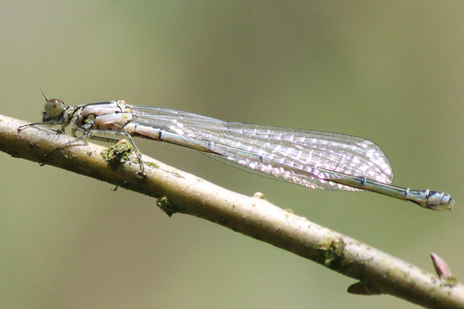 Coenagrion puella ♀, jung, F08 Mecklar Altwasser, 19.05.12, A. Werner