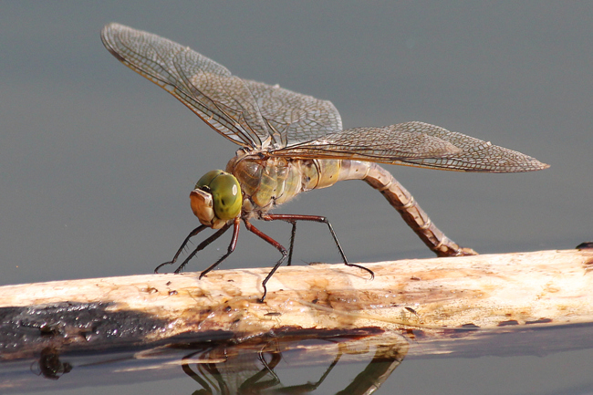 Anax parthenope ♀ Eiablage, D03.1 Bebra, Kiesgruben Nr. 1, 04.09.12-2 A. Werner