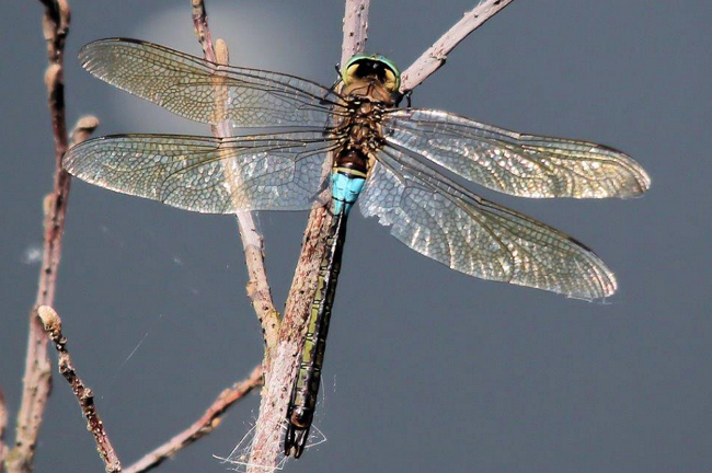 Anax parthenope ♂, D07 Breitenbach Kiesgruben Berkwiese, 22.07.13. H. Schreier