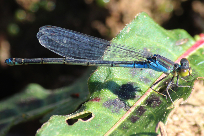 Erythromma viridulum ♀, D10 NSG Alte Fulda bei Blankenheim, 16.08.13, A. Werner