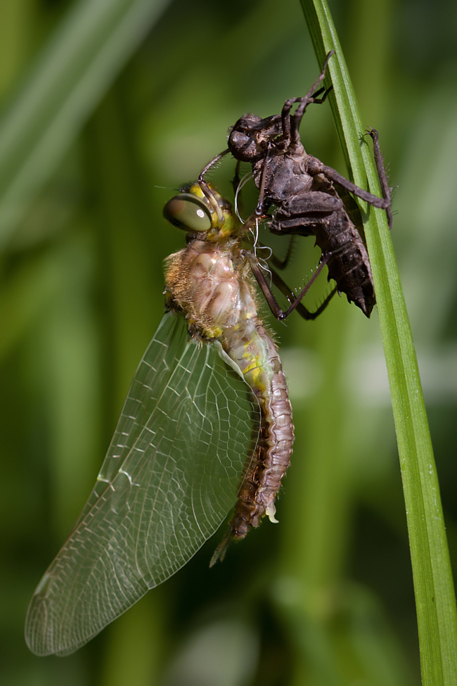 Somatochlora metallica ♀ jung, B14 Rotenburg, Fuldaaue Storchensee (ehemaliger Kiesabbau), 24.05.11, M. Kreisel