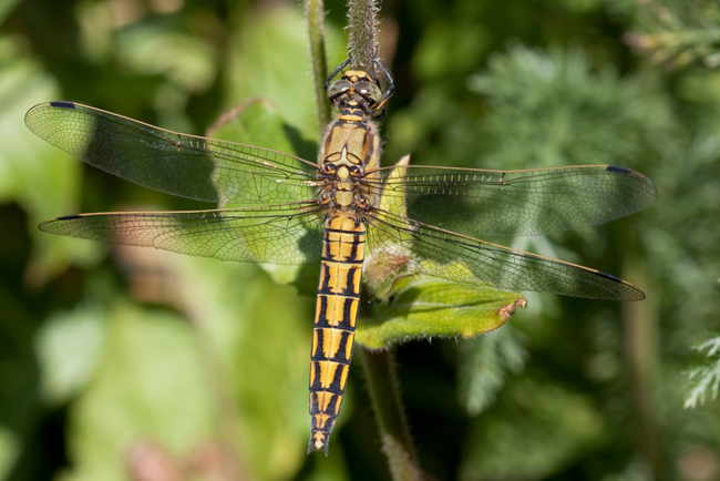 Orthetrum cancellatum ♀, 13.06.09-2 M. Kreisel