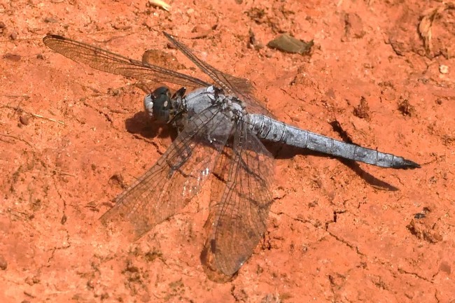 Südlicher Blaupfeil ♂, I24 Bad Hersfeld, 15.07.25, H. Eigenbrod