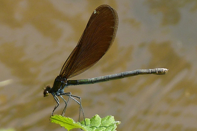 Calopteryx virgo,♀ alt, I19 Bad Hersfeld Stadt, Geisbach, 27.07.13, G. Koska