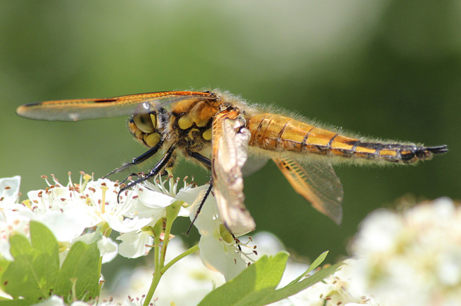 Libellula quadrimaculata ♂, imm., D13 NSG Ulfewiesen bei Weiterode, 14.05.12, A. Werner