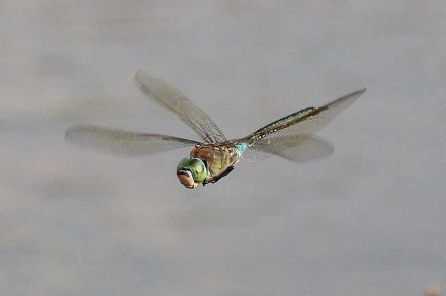 Anax parthenope ♂, D03.1 Bebra, Kiesgrube Nr. 3, 10.07.13, A. Werner (2) (1)