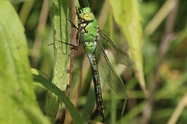 Anax imperator ♀, D13 NSG Ulfewiesen Bei Weiterode, 14.07.13, A. Werner