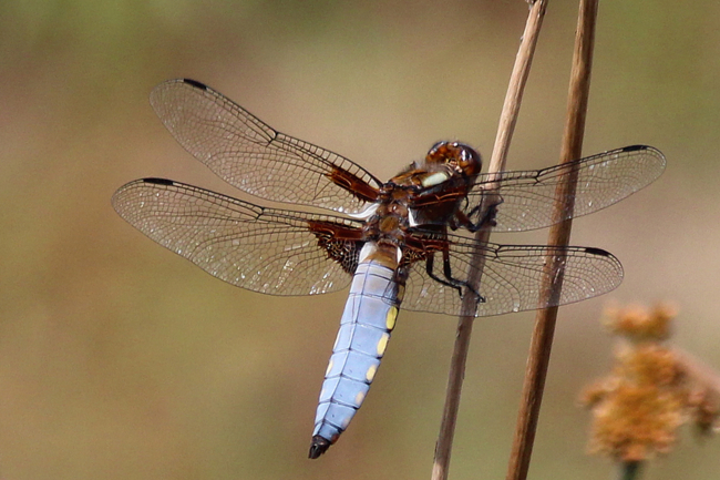 Libellula depressa ♂, D02 Bebra, Fuldaaue (gestaltetes. Kleingewässer), 16.07.13, A. Werner