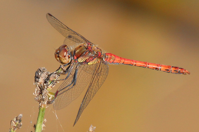 Sympetrum striolatum ♂, D02 Bebra, Fuldaaue (gestaltete Kleingewässer), 02.09.12, A. Werner