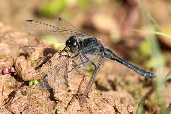 Sympetrum danae ♂, D13-2 NSG Ulfewiesen bei Weiterode (Flur Aue, TK 5024 2), 28.09.18, A. Werner