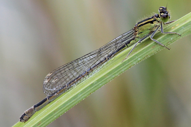 Ischnura elegans ♀ grüngelb, D03.1 Bebra, Kiesgruben Nr. 1 (ehemal. Kiesabbau), 13.09.13, A. Werner